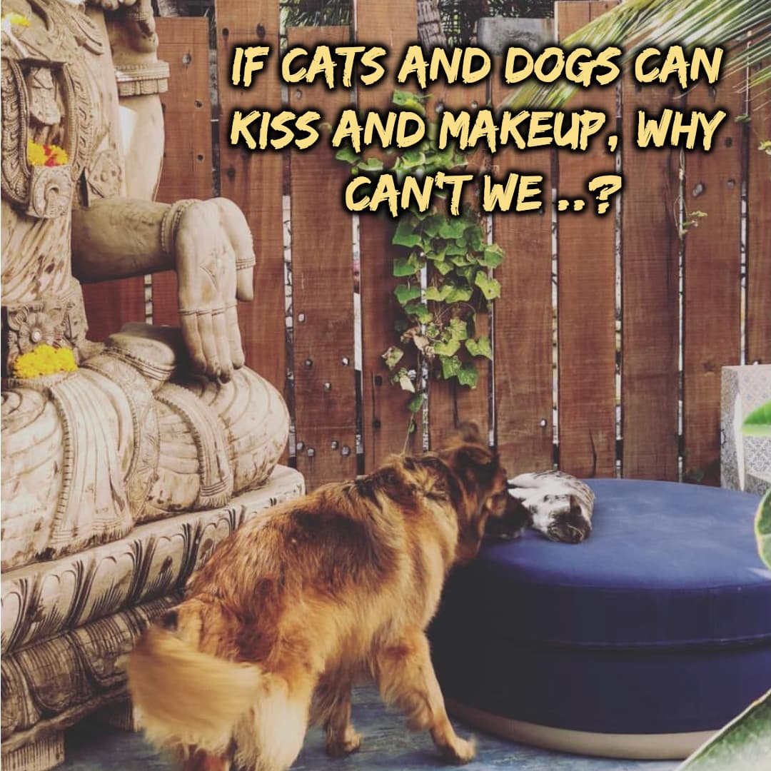 If cats and dogs can kiss and makeup, WHY CAN'T WE