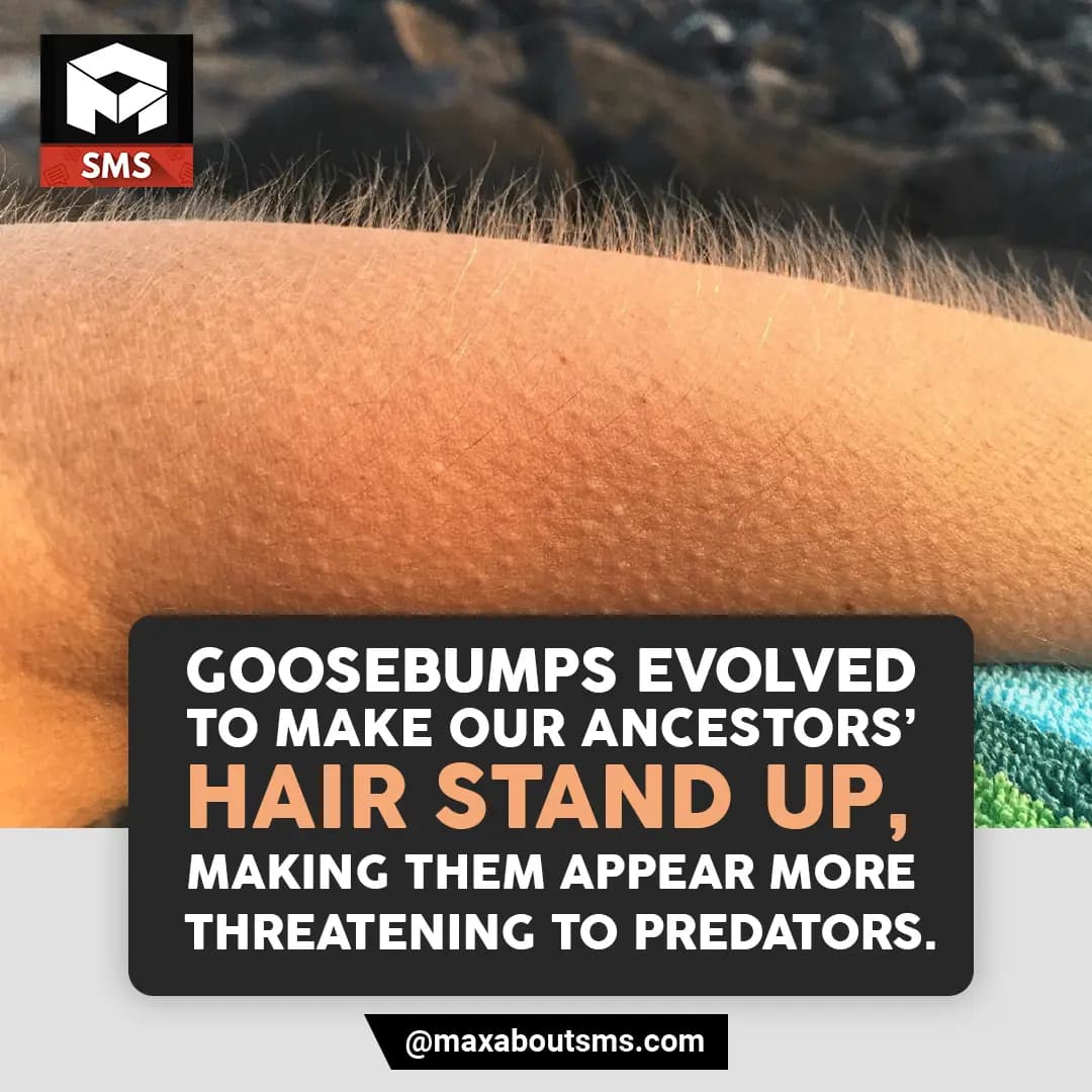 Goosebumps evolved to make our ancestors’ hair sta