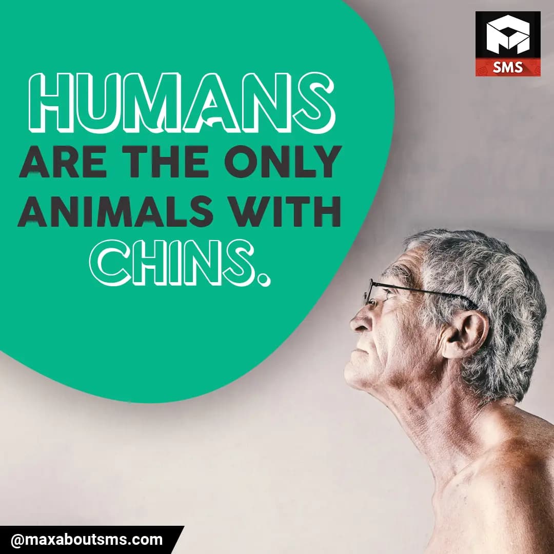HUMANS are the ONLY Animals with CHIN.