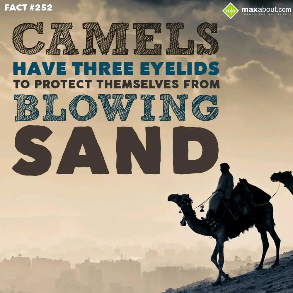 Camels have three Eyelids to protect themselves fr