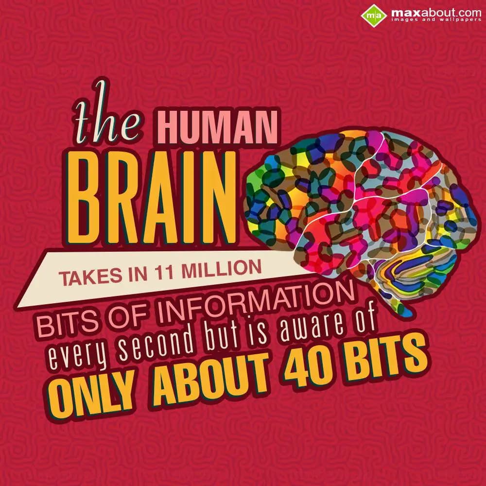The human Brain take in 11 million bits of Informa